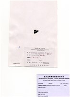 藏品(匍扇藻)的圖片